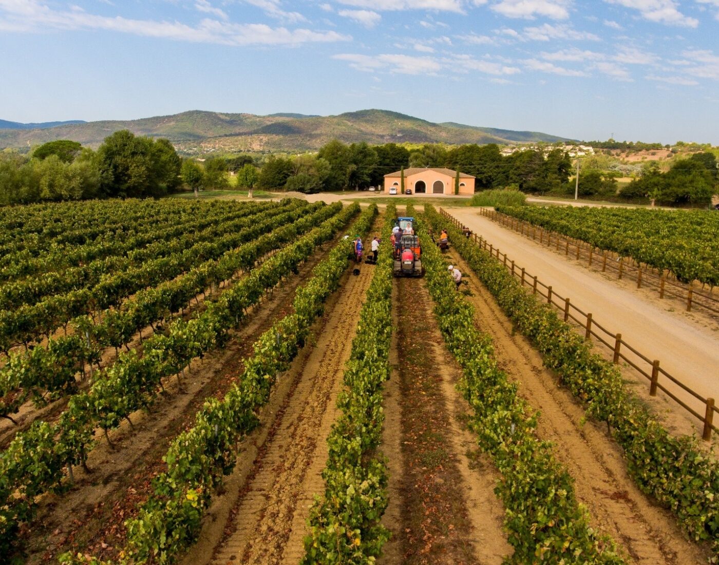 Vendanges manuelles au Château Vaudois